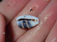Palmadusta asellus