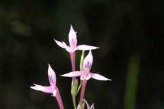 Radinosiphon leptostachya