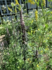 Leonurus quinquelobatus