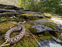 Vipera aspis aspis