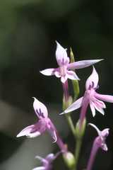 Radinosiphon leptostachya