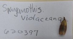 Sparganothis violaceana