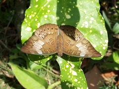 Euthalia aconthea