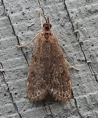 Scoparia penumbralis
