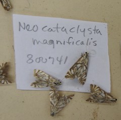 Neocataclysta magnificalis