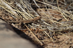 Uta stansburiana uniformis