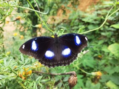 Hypolimnas bolina bolina