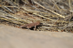 Uta stansburiana uniformis