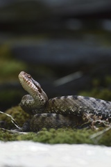 Vipera aspis aspis