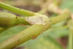 Persicaria tomentosa