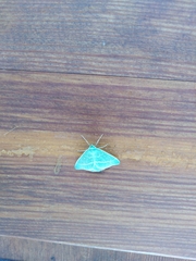 Thetidia smaragdaria