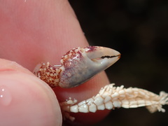 Leptograpsus variegatus