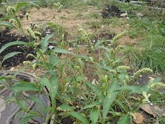 Persicaria tomentosa