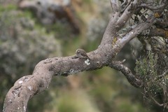 Crithagra tristriata