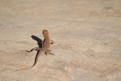 Uta stansburiana uniformis