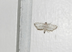 Pycnarmon