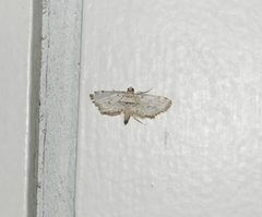 Pycnarmon