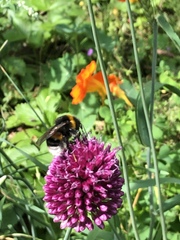 Bombus