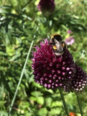 Bombus