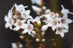 Epacris microphylla