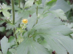 Geum japonicum