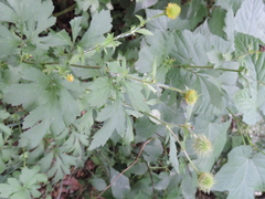 Geum japonicum