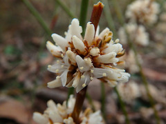 Lomandra juncea