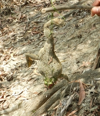 Euphlyctis hexadactyla