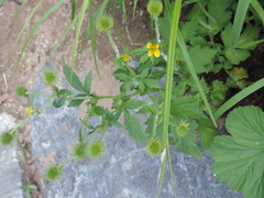 Geum japonicum