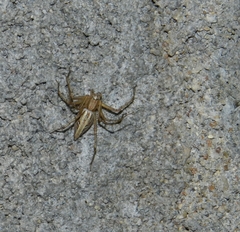 Oxyopes hindostanicus