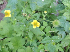 Geum japonicum