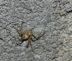 Oxyopes hindostanicus