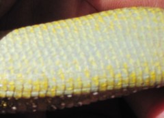 Elgaria coerulea palmeri