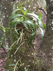 Cyrtorchis arcuata