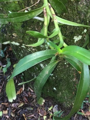 Cyrtorchis arcuata