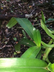 Cyrtorchis arcuata