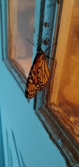 Danaus plexippus