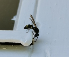 Symmorphus bifasciatus