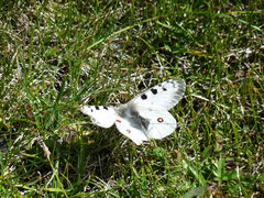 Parnassius phoebus