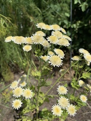 Chrysanthemum
