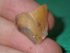 Modiolus areolatus