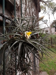 Tillandsia ixioides