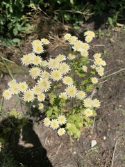 Chrysanthemum