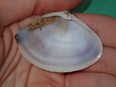 Austromactra rufescens