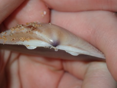 Austromactra rufescens