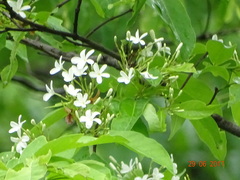 Holarrhena pubescens