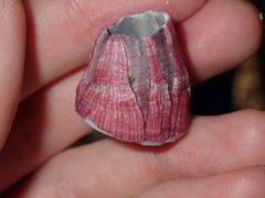 Megabalanus coccopoma