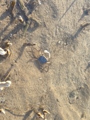 Metopograpsus latifrons