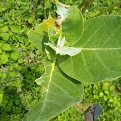 Calotropis procera