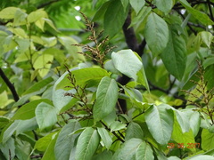 Sapindus laurifolius